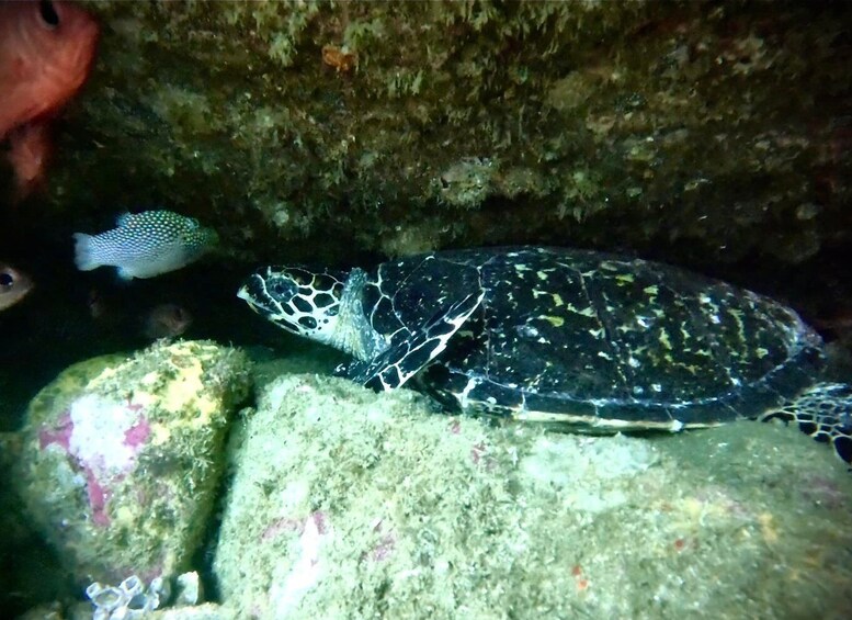 Zihuatanejo: Snorkeling in Manzanillo and Las Gatas