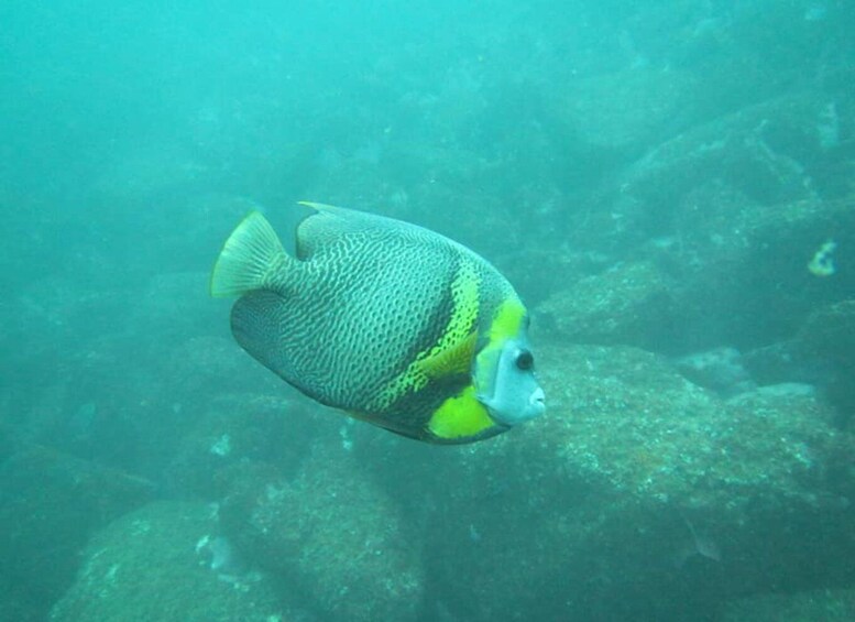 Picture 4 for Activity Zihuatanejo: Snorkeling in Manzanillo and Las Gatas