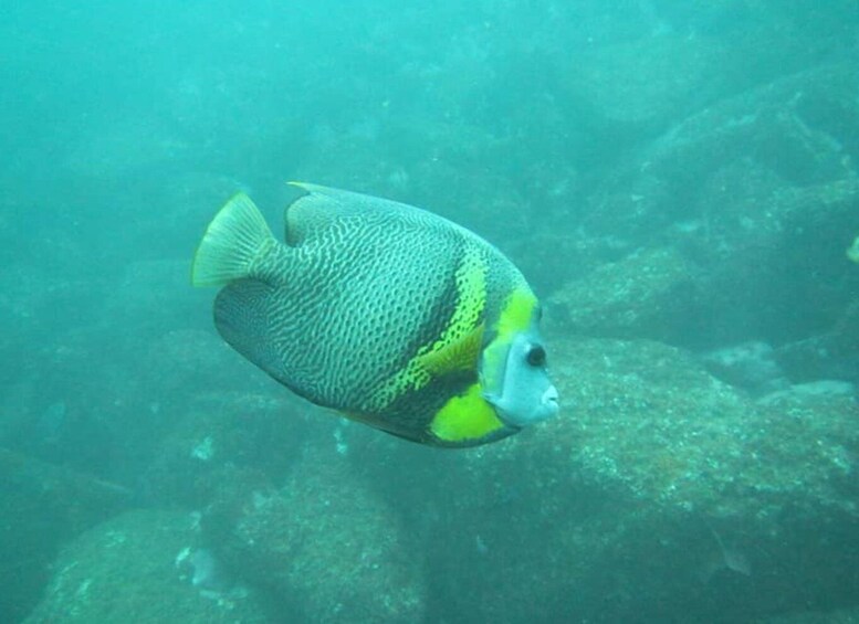 Picture 4 for Activity Zihuatanejo: Snorkeling in Manzanillo and Las Gatas