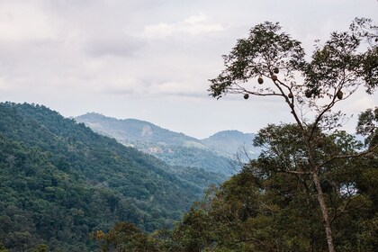 Acres verdes de Penang