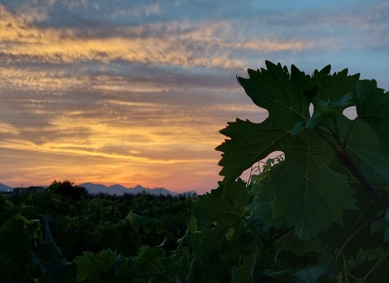Wine and food at sunset