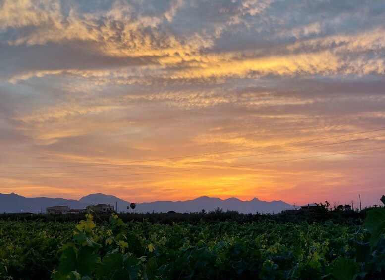 Picture 4 for Activity Wine and food at sunset