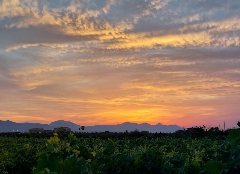Picture 4 for Activity Wine and food at sunset