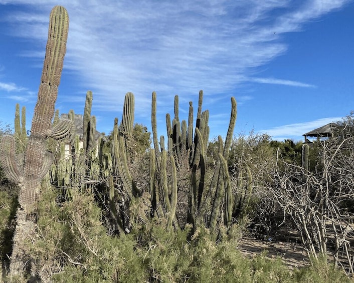 Picture 1 for Activity La Paz: El Triunfo and La Ventana Day Trip