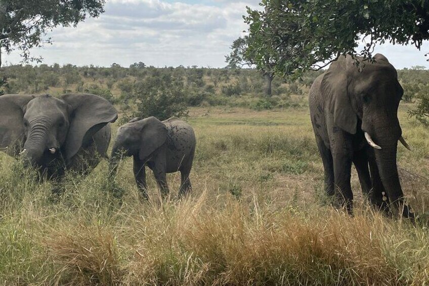 3 Day Kruger National Park from Maputo 