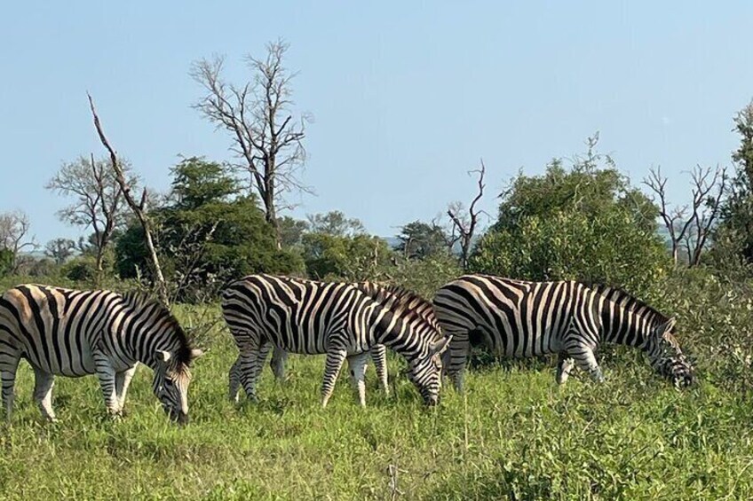 3 Day Kruger National Park from Maputo