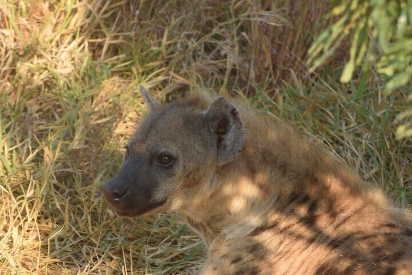 3 Day Kruger National Park from Maputo 