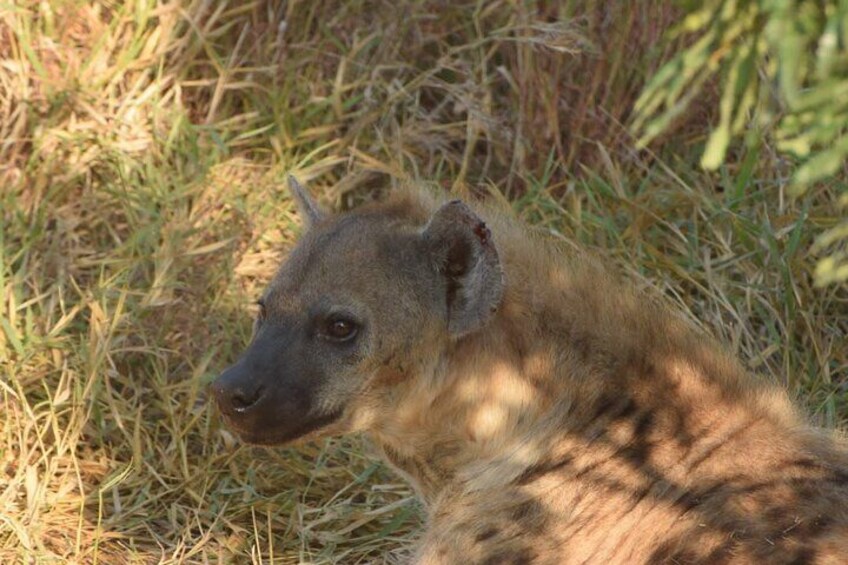 3 Day Kruger National Park from Maputo