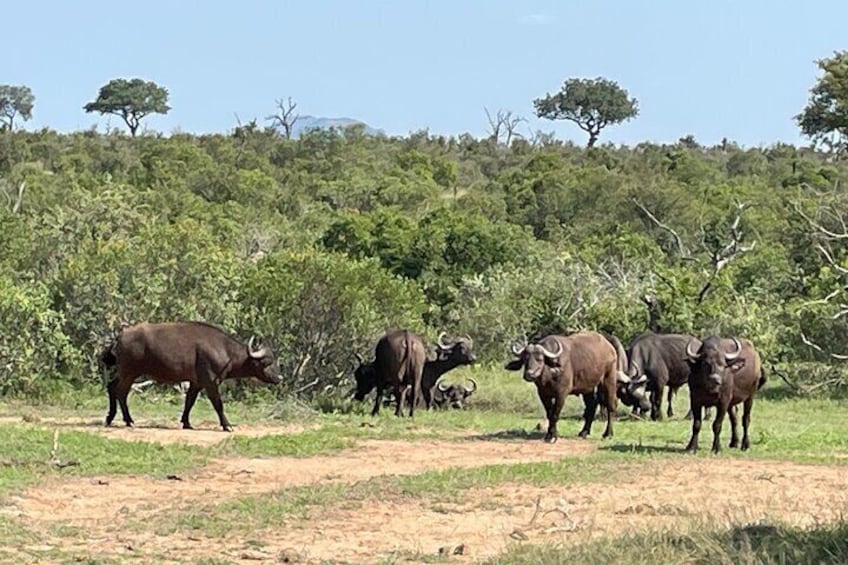 3 Day Kruger National Park from Maputo 