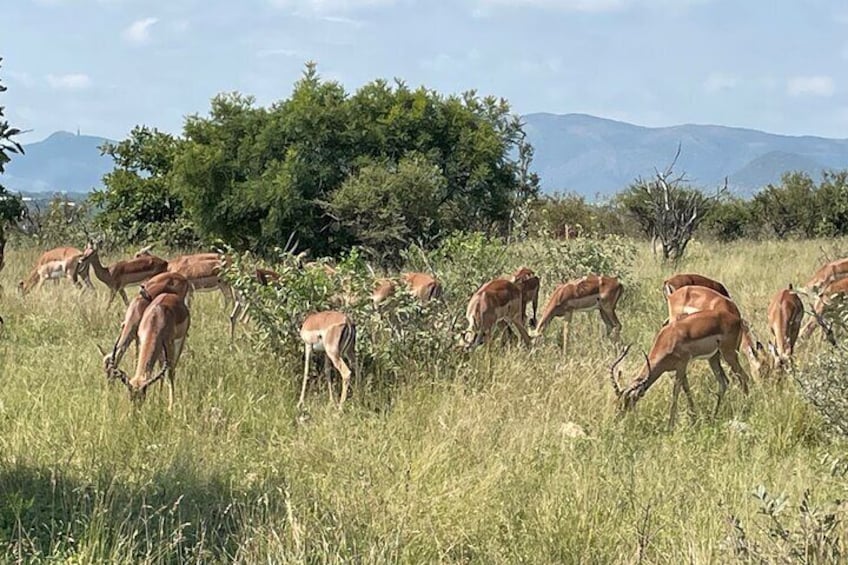 3 Day Kruger National Park from Maputo 