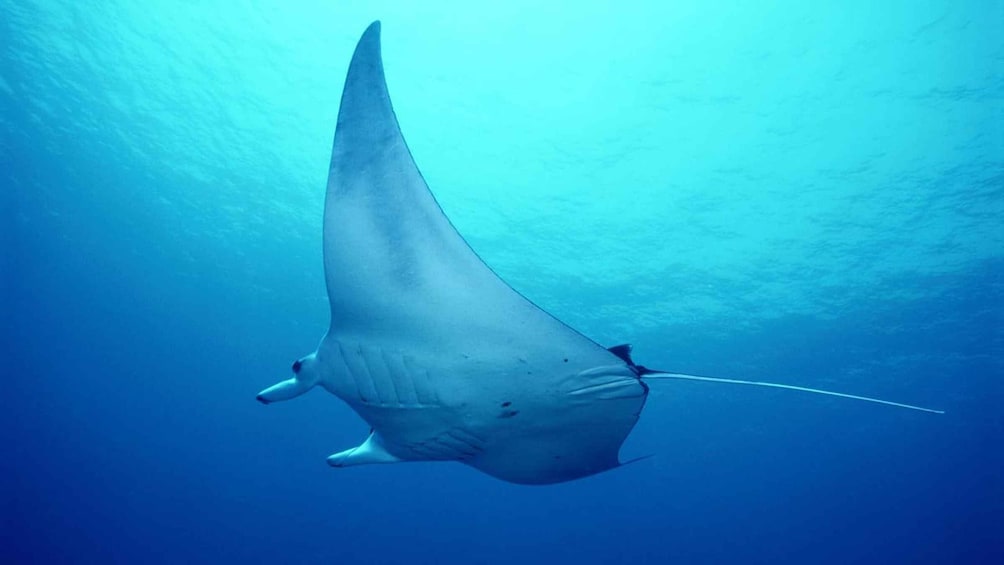 Picture 13 for Activity Flamingo & Tamarindo : Two Dives at Las Catalinas Islands