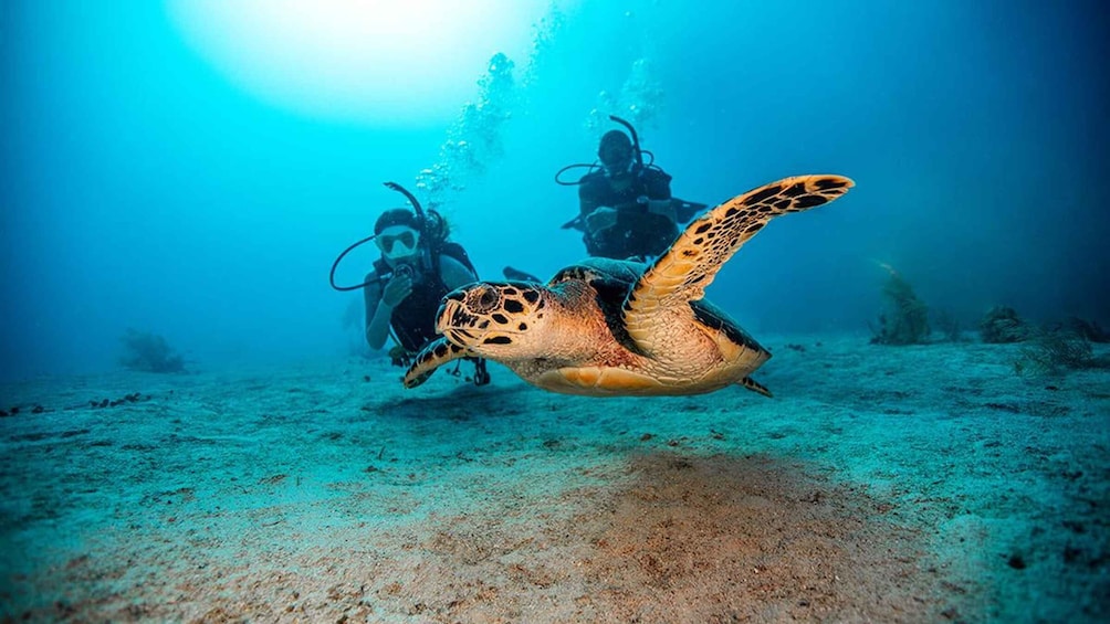 Picture 5 for Activity Flamingo & Tamarindo : Two Dives at Las Catalinas Islands