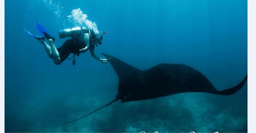 Puerto Vallarta: Scuba Diving en el Morro