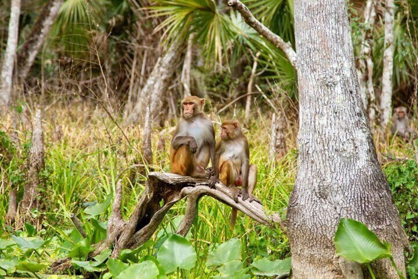 Silver Springs is one of only few places in America you can see monkeys in the wild!!