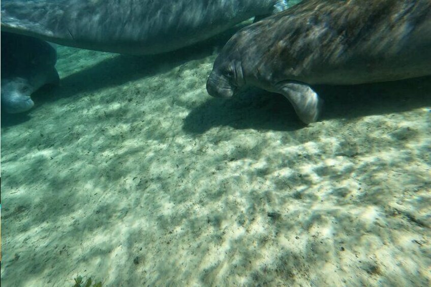 Suprise! There is a little baby manatee hiding under his mama!