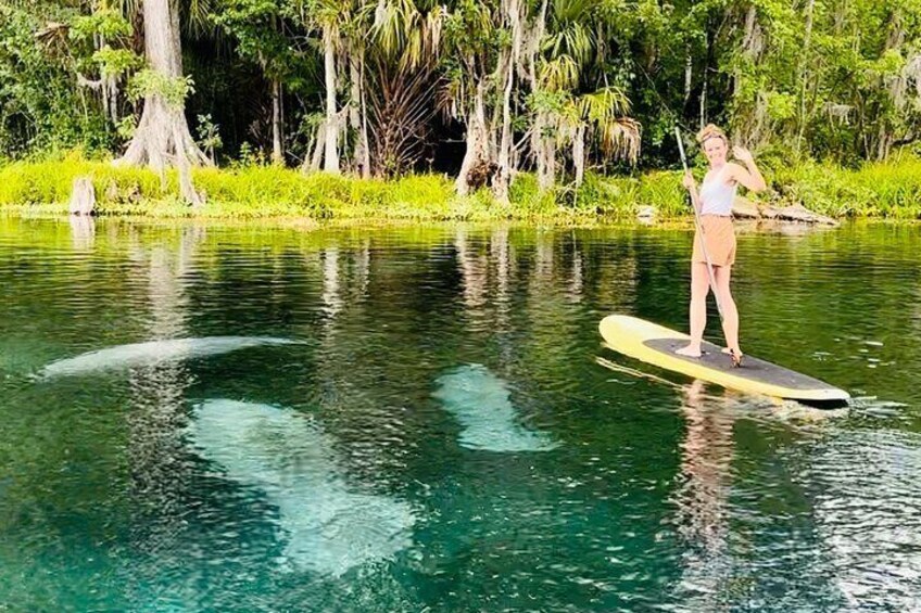 Manatees are amazing at Silver Springs!