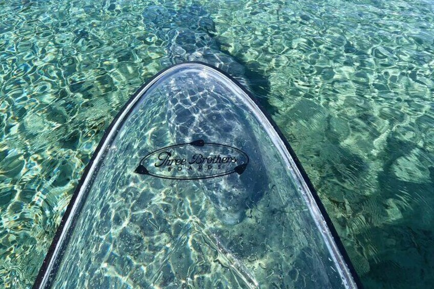 The Clear paddle boards are the best way to see the manatees at Silver Springs!