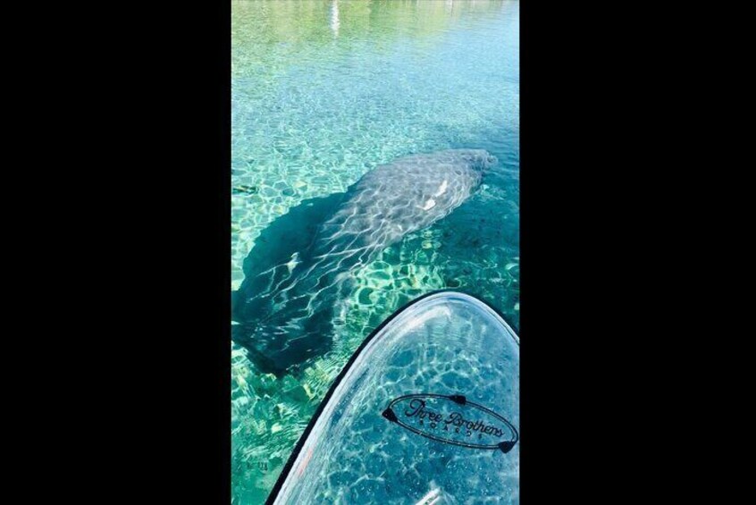 When your on the clear paddle boards or clear kayaks it feels like your swimming with right with the manatees!