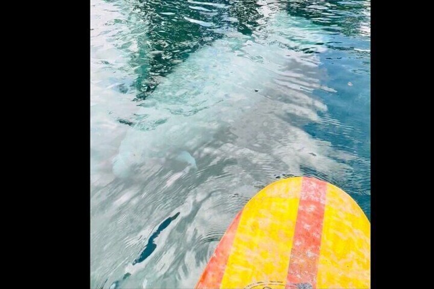 Manatees will often come right up to you at the springs in florida