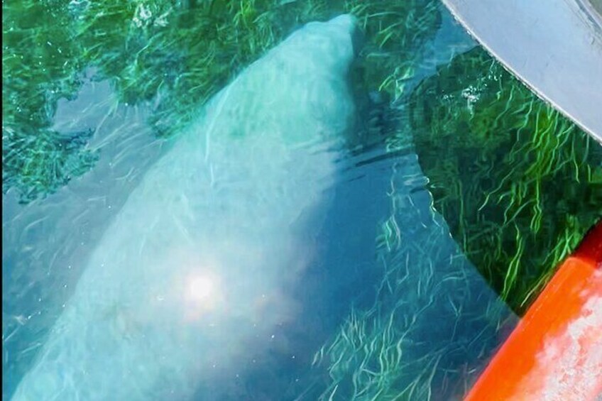 This couple made the short trip from Orlando and got another up close experience with this manatee!