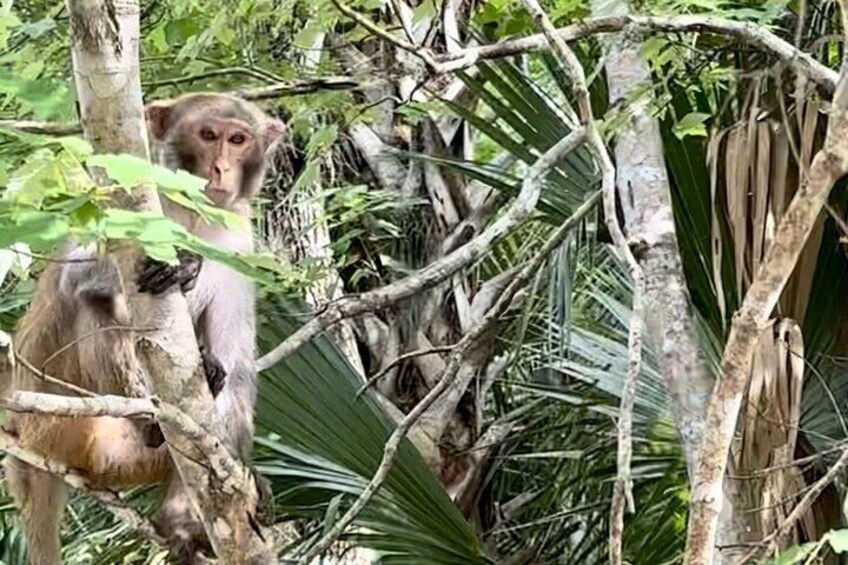 Monkeys at Silver Spring!