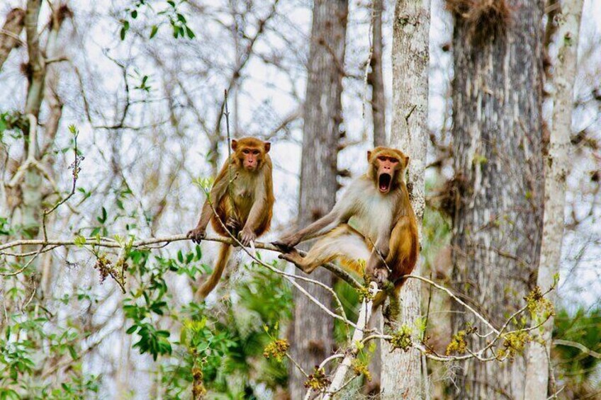The monkeys are very vocal and will often make lots of noises. 