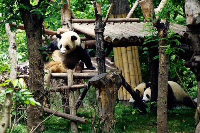 Chengdu Research Base of Giant Panda Breeding Ticket pre-booking