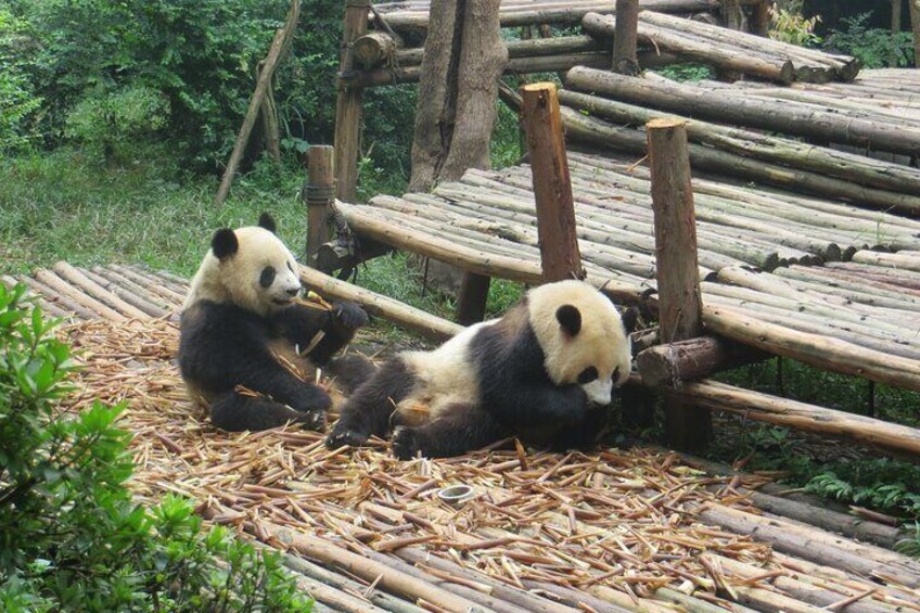 Chengdu Research Base of Giant Panda Breeding Ticket pre-booking