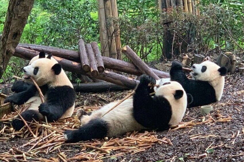 Chengdu Research Base of Giant Panda Breeding Ticket pre-booking