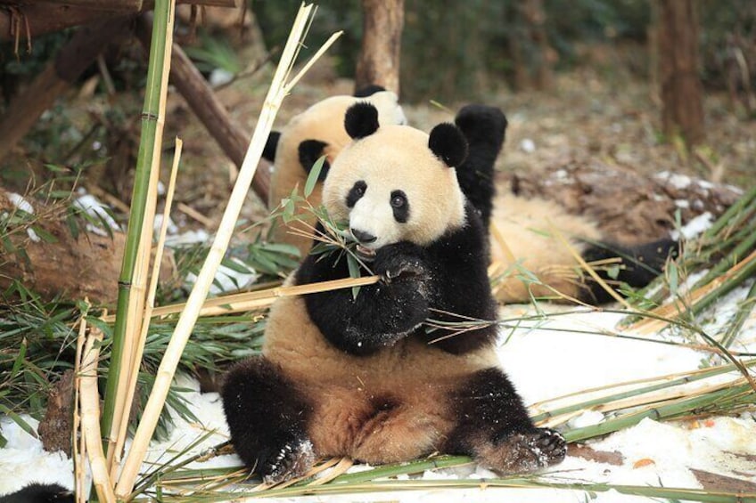 Chengdu Research Base of Giant Panda Breeding Ticket pre-booking