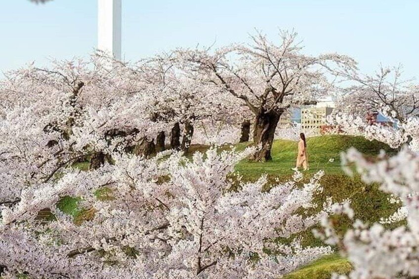 Mount Fuji Sightseeing One Day Tour from SHINJUKU