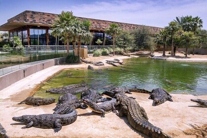 Dubai Crocodile Park With Transport