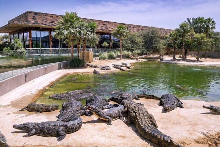 Dubai Crocodile Park With Transportation