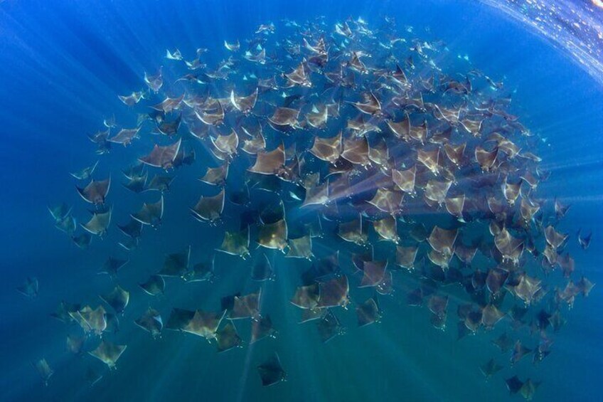 April -June is prime mobula ray season too!