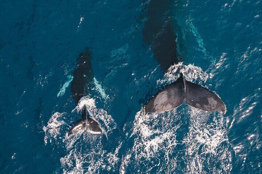 One of many species of whale you might see