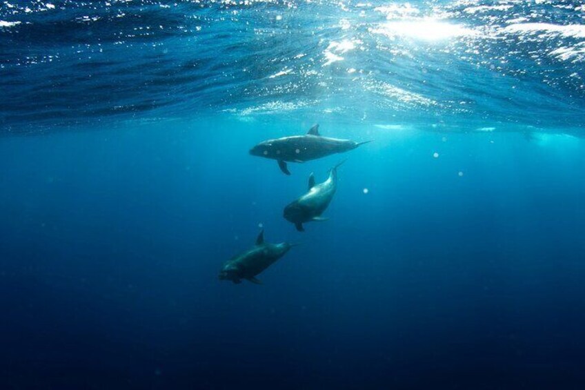 Early morning dolphins