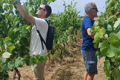 Winetasting and authentic rural experience just minutes from Lecce