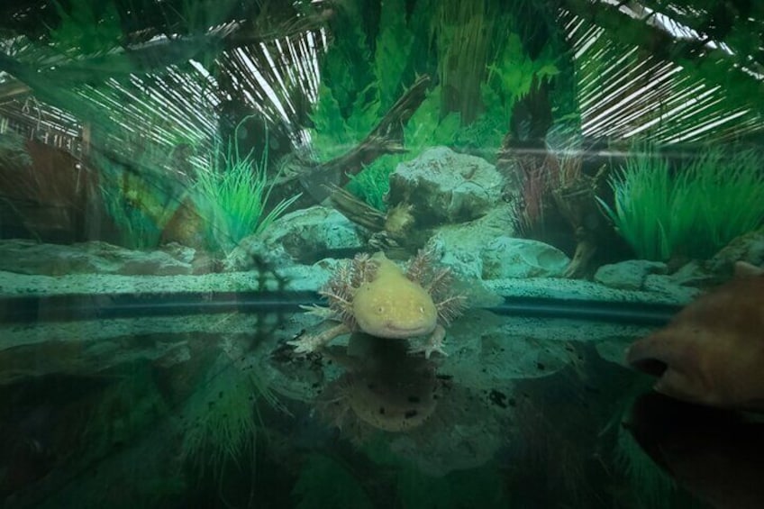 Mexico City Get to know Xochimilco and the axolotl sanctuary