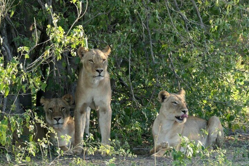 South Africa, Botswana and Zimbabwe Wildlife Adventure