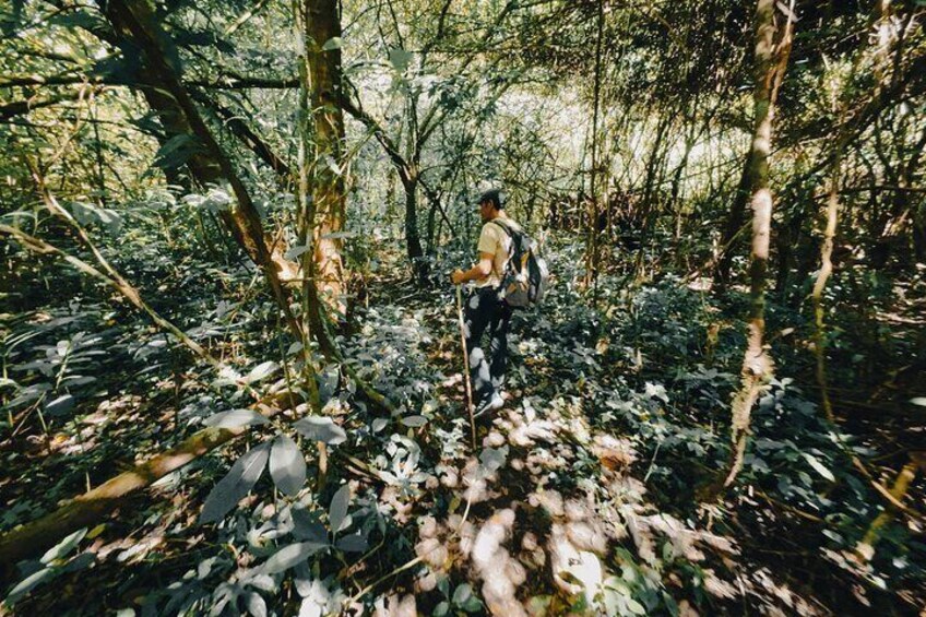 Jungle Trekking