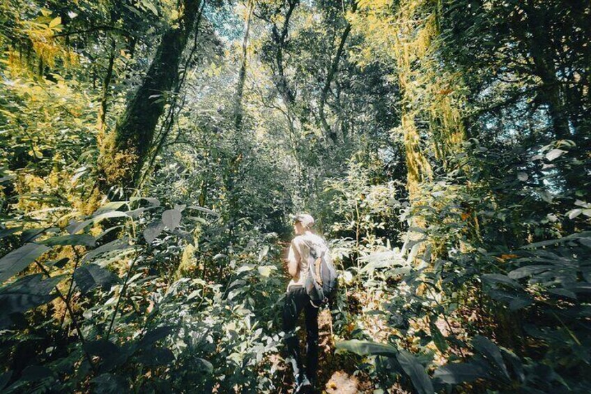 Jungle Trekking