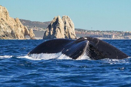 Private Humpback Whale Watching in Cabo San Lucas