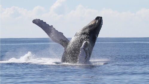 Croisière d'observation des baleines à bord du Majestic à Waikiki