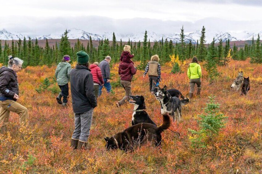 Tundra Walk with Free Running Sled Dogs