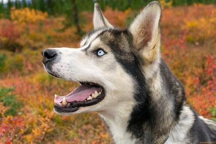 Tundra Walk with Free Running Sled Dogs