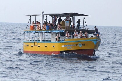 All Inclusive Mirissa Whale and Dolphin Watching Boat Ride
