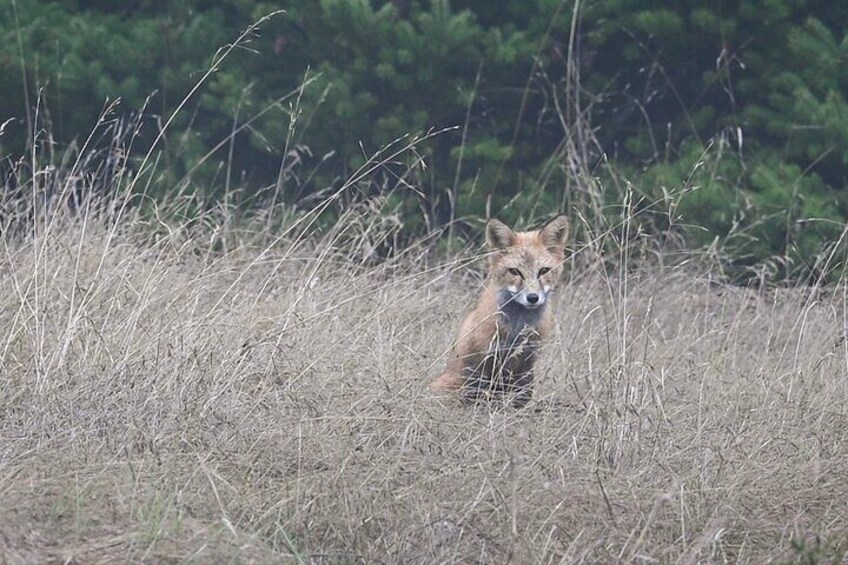 Red Fox