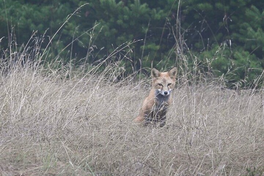 Red Fox