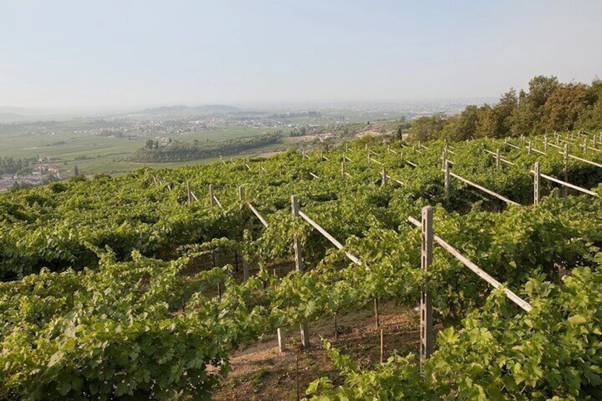 A Journey Through Valpolicella's Timeless Wines