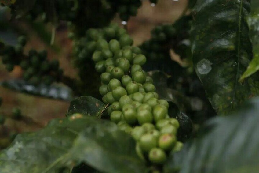 Uvita Coffee Tour